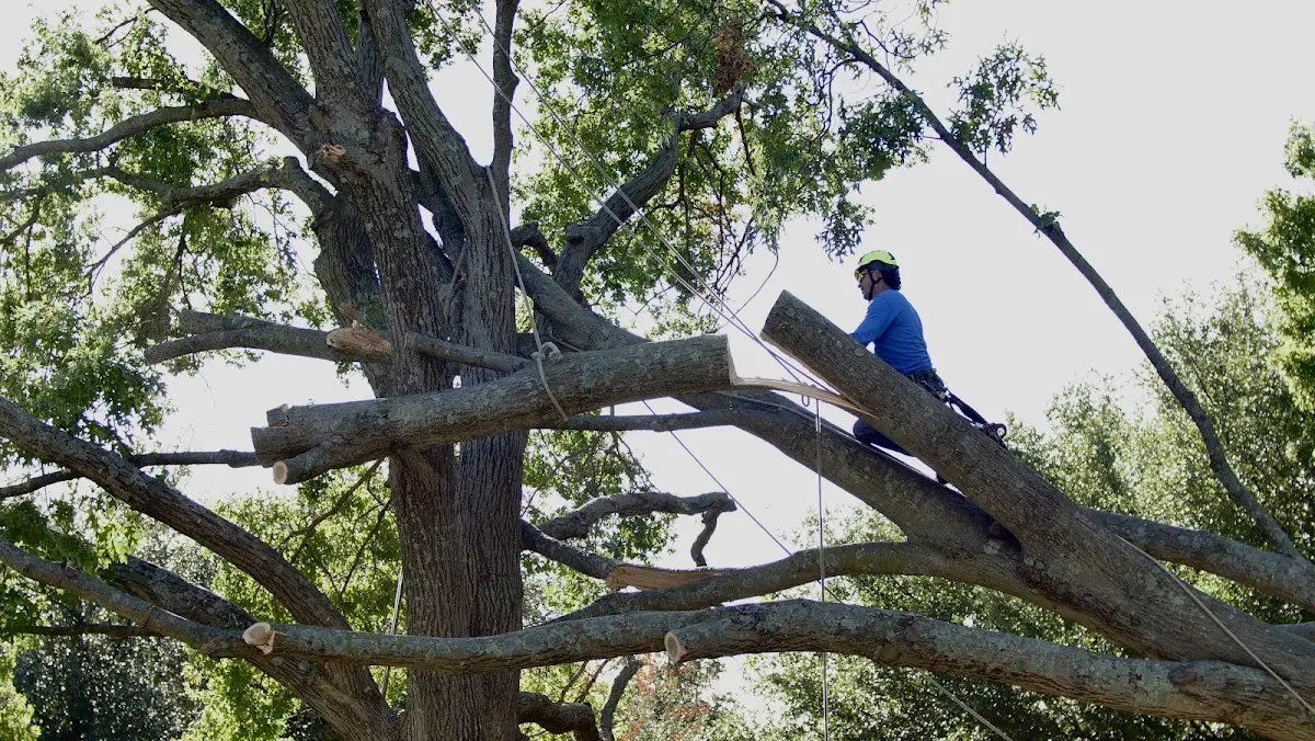 Professional Hazardous Tree Removal performed by certified arborists in Marion